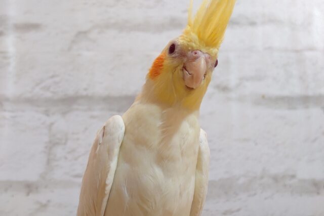 オカメインコ