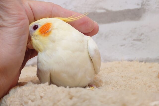 オカメインコ