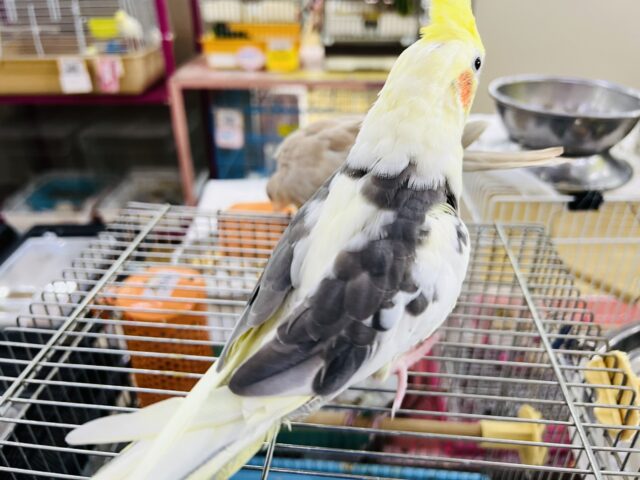 お年頃?♡画像更新☆お顔に黒ゴマ?はっきり模様のオカメインコ(パイド) オカメインコ