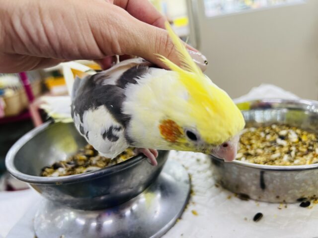 お年頃?♡画像更新☆お顔に黒ゴマ?はっきり模様のオカメインコ(パイド) オカメインコ