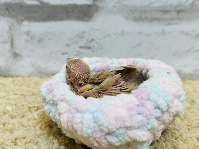 シナモン文鳥