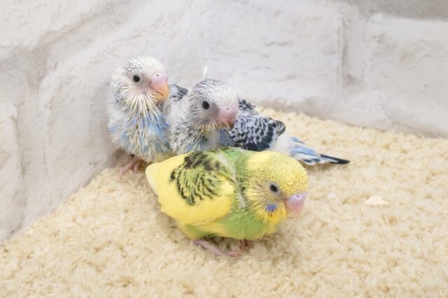 セキセイインコ