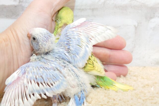 セキセイインコ