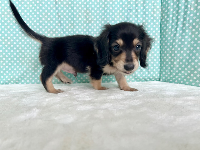 ミニチュアダックス