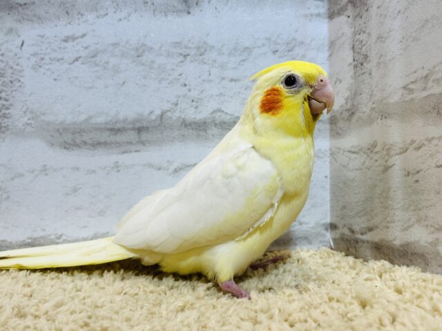 オカメインコ