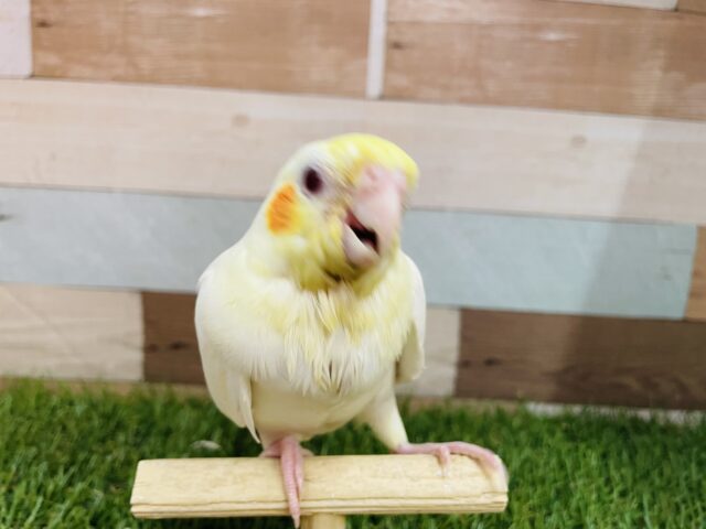 オカメインコ