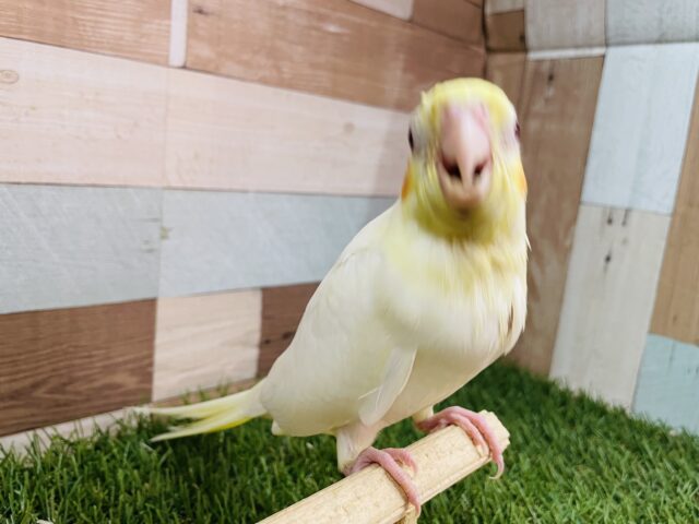 オカメインコ