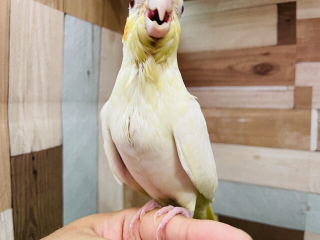 オカメインコ