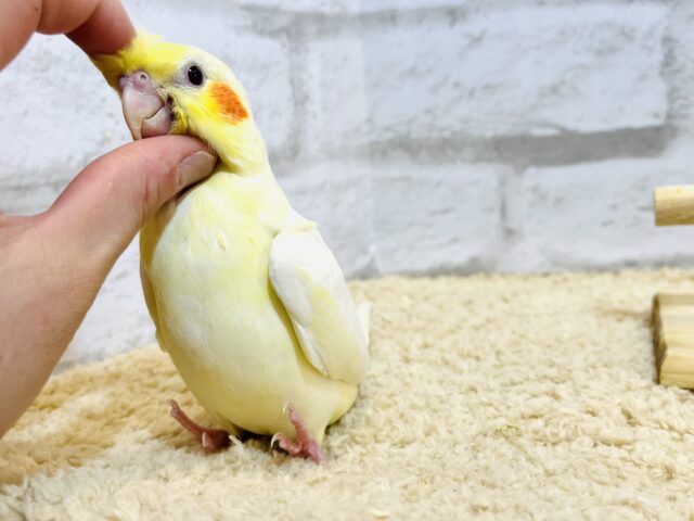 オカメインコ