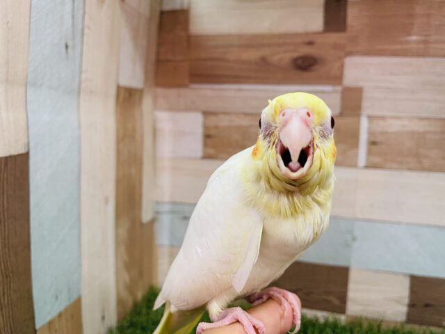 オカメインコ