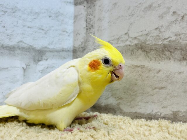 オカメインコ
