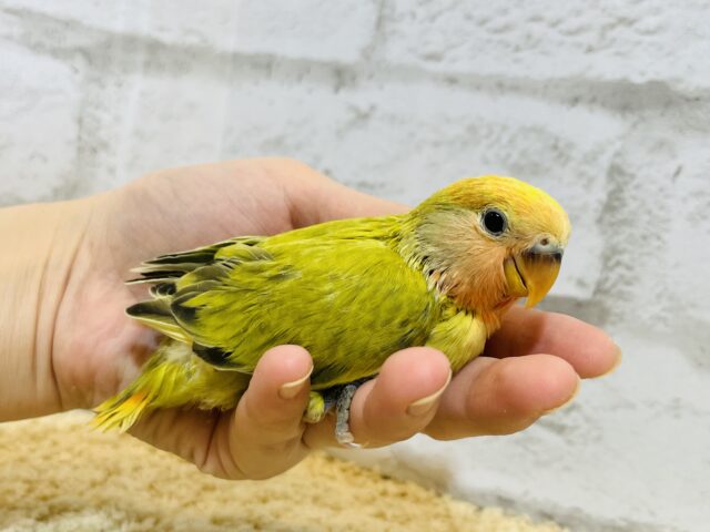 コザクラインコ（小桜インコ）