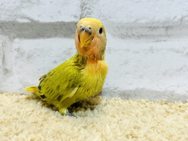 コザクラインコ（小桜インコ）