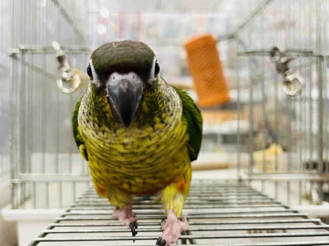 ワキコガネウロコインコ