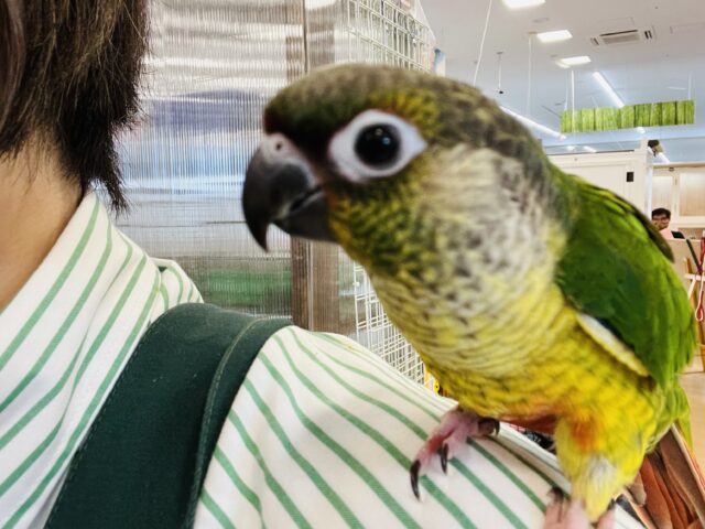 ワキコガネウロコインコ