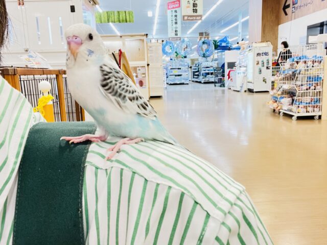 セキセイインコ