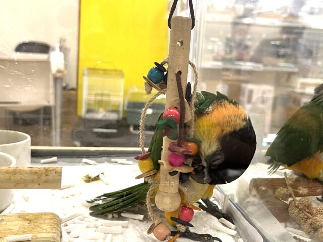 ズグロシロハラインコ