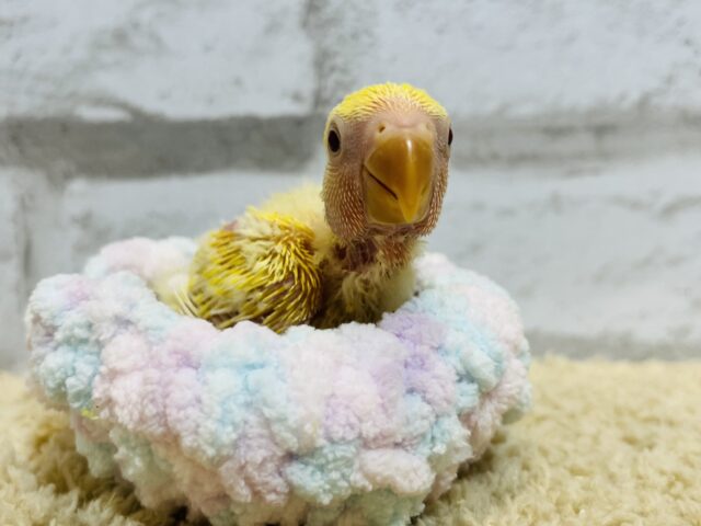 コザクラインコ（小桜インコ）