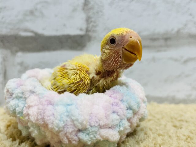 コザクラインコ（小桜インコ）