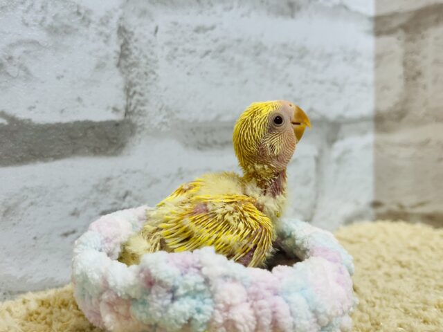 コザクラインコ（小桜インコ）