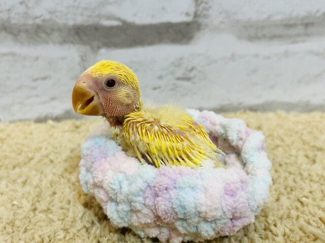 コザクラインコ（小桜インコ）