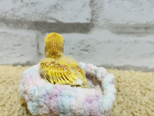 コザクラインコ（小桜インコ）