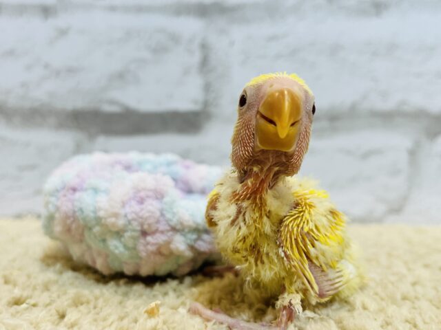 コザクラインコ（小桜インコ）