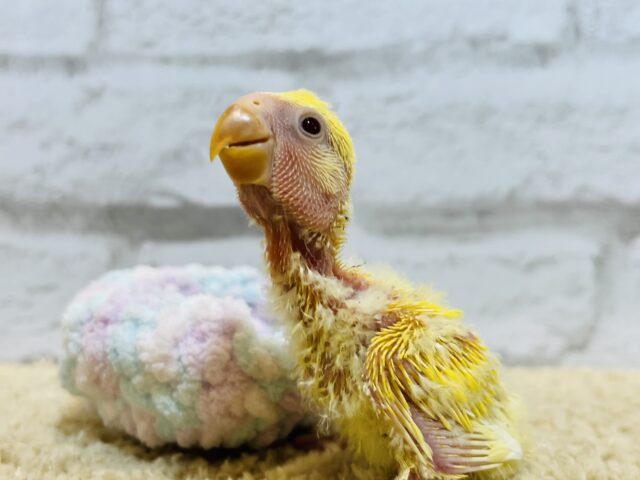 コザクラインコ（小桜インコ）