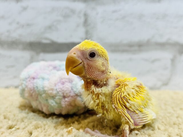 コザクラインコ（小桜インコ）