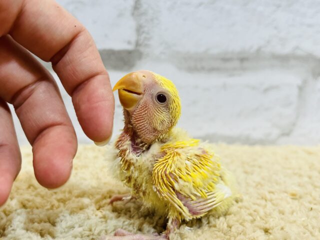 コザクラインコ（小桜インコ）