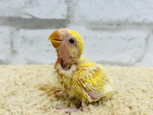 コザクラインコ（小桜インコ）