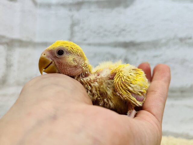 コザクラインコ（小桜インコ）