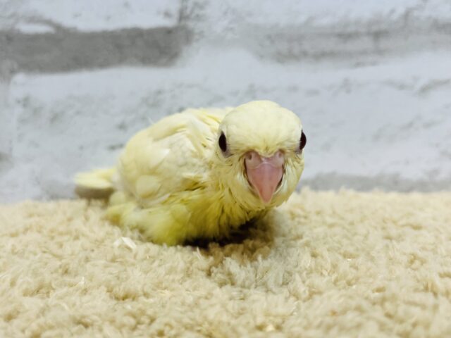 サザナミインコ