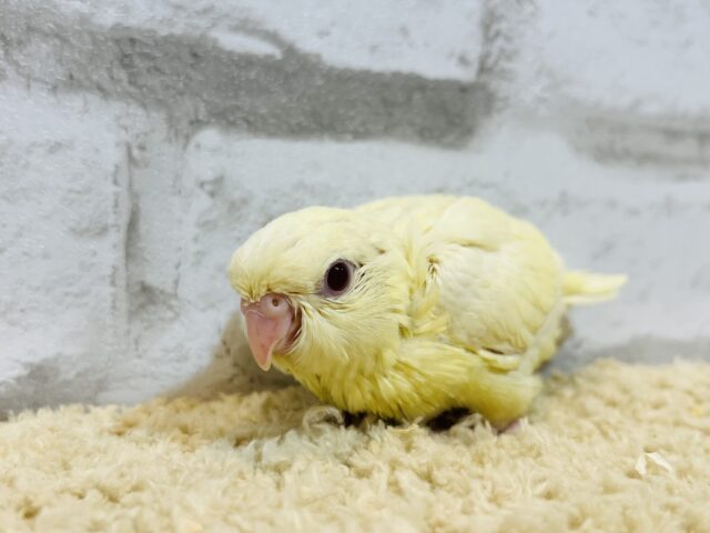 サザナミインコ
