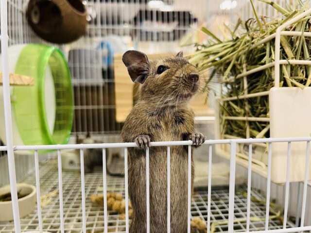 心優しいやんちゃ坊主🌿デグー(ノーマル) 男の子 デグー