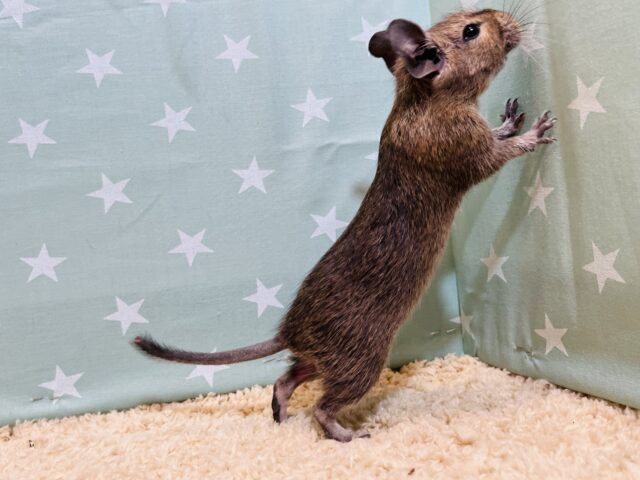 心優しいやんちゃ坊主🌿デグー(ノーマル) 男の子 デグー