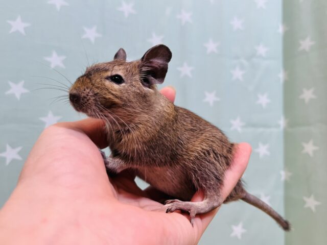 心優しいやんちゃ坊主🌿デグー(ノーマル) 男の子 デグー