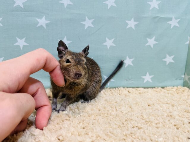 心優しいやんちゃ坊主🌿デグー(ノーマル) 男の子 デグー
