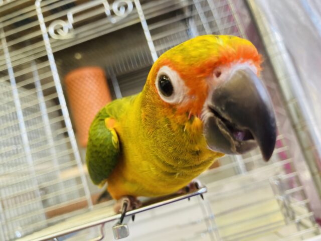 コガネメキシコインコ