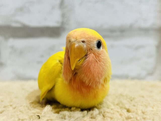 コザクラインコ（小桜インコ）