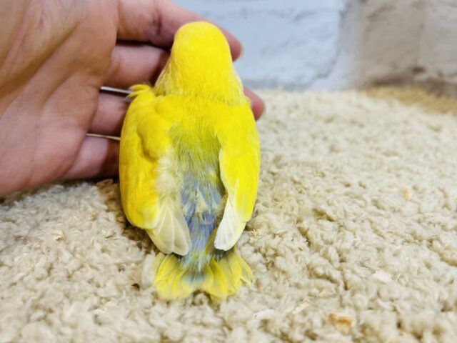コザクラインコ（小桜インコ）