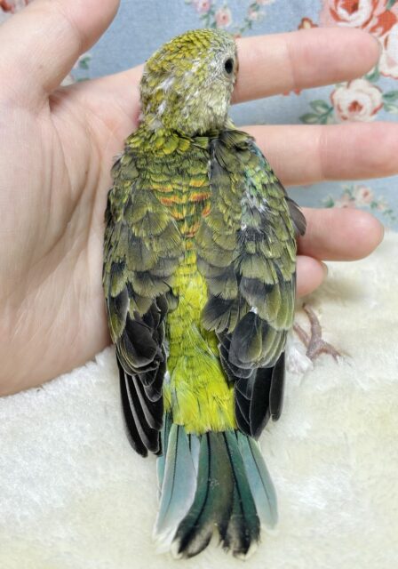 ビセイインコ オパーリン 🍏🍊 ビセイインコ(美声インコ)