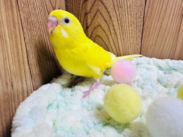 セキセイインコ