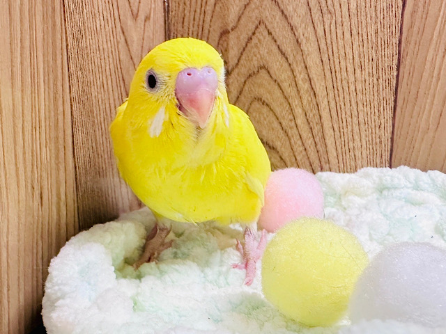 セキセイインコ