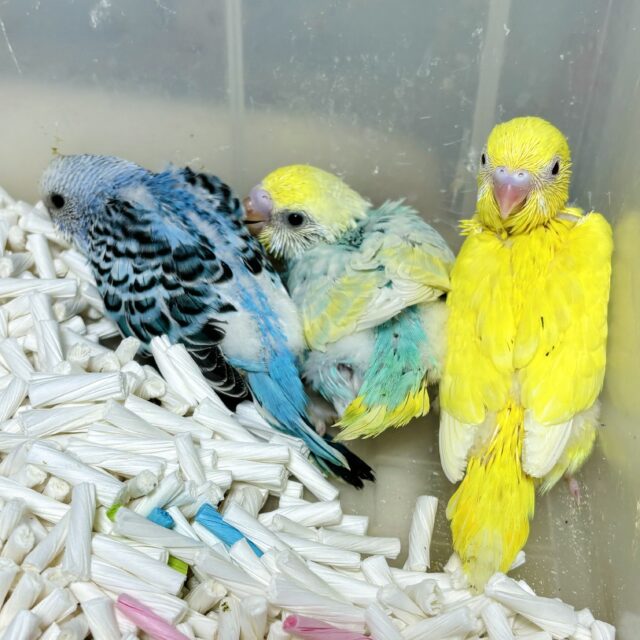 セキセイインコ