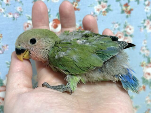 コザクラインコ（小桜インコ）