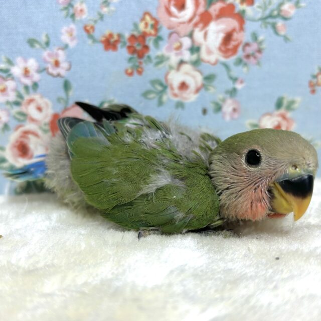 コザクラインコ（小桜インコ）