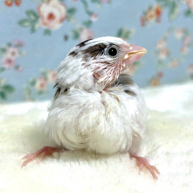 十姉妹（ジュウシマツ）