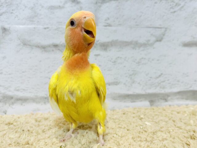 コザクラインコ（小桜インコ）