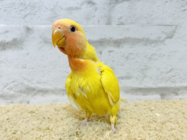 コザクラインコ（小桜インコ）